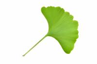 Ginkgo - Feuille (Ginkgo biloba)